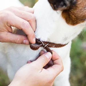 Lemmikkien kaulapannat & valjaat